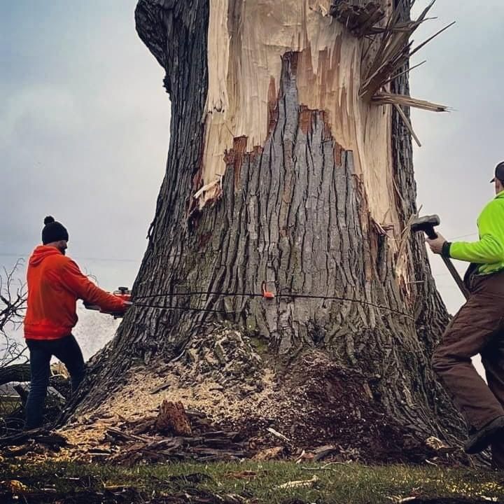 All Photos for Highborn Tree Service in Wheatfield, IN