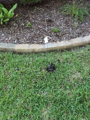 All Photos for Toppers Wildlife Removal in Garland, TX