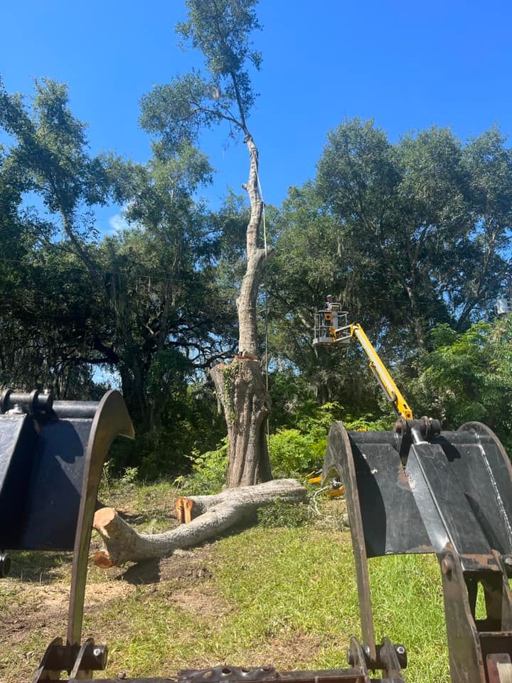 Tree Trimming and Removal for McGraw’s Lawn and Tree Service in DeLand, FL