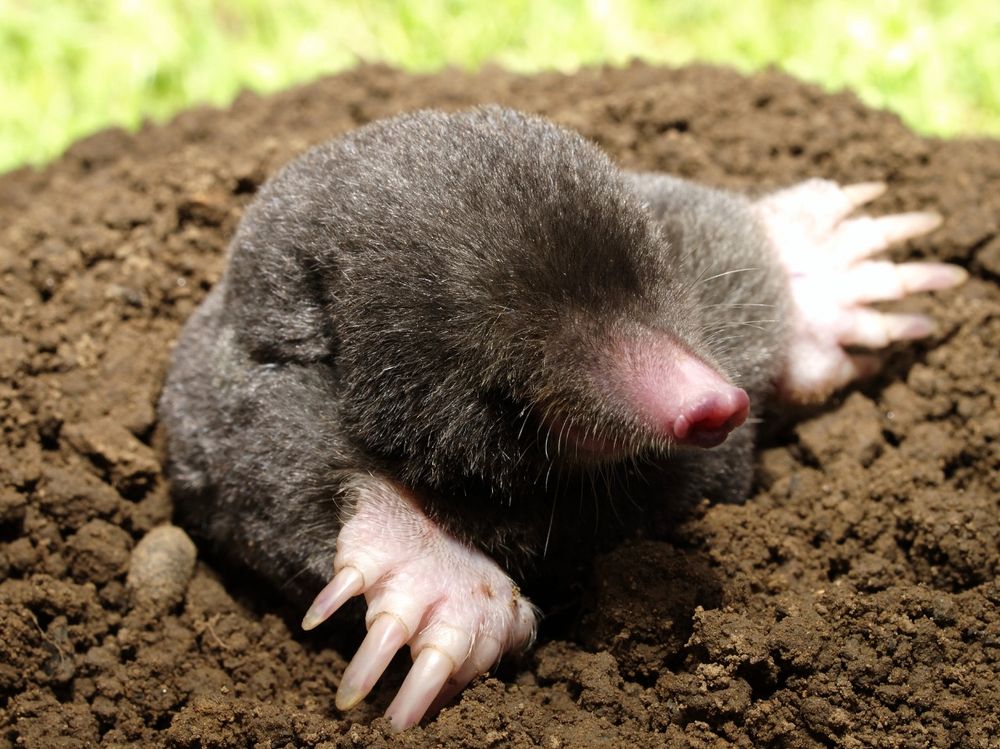 Our Moles service expertly removes moles from your property, protecting your lawn and garden by using humane methods to effectively prevent further damage while ensuring a safe outdoor environment. for The Critter Crew in DFW, TX