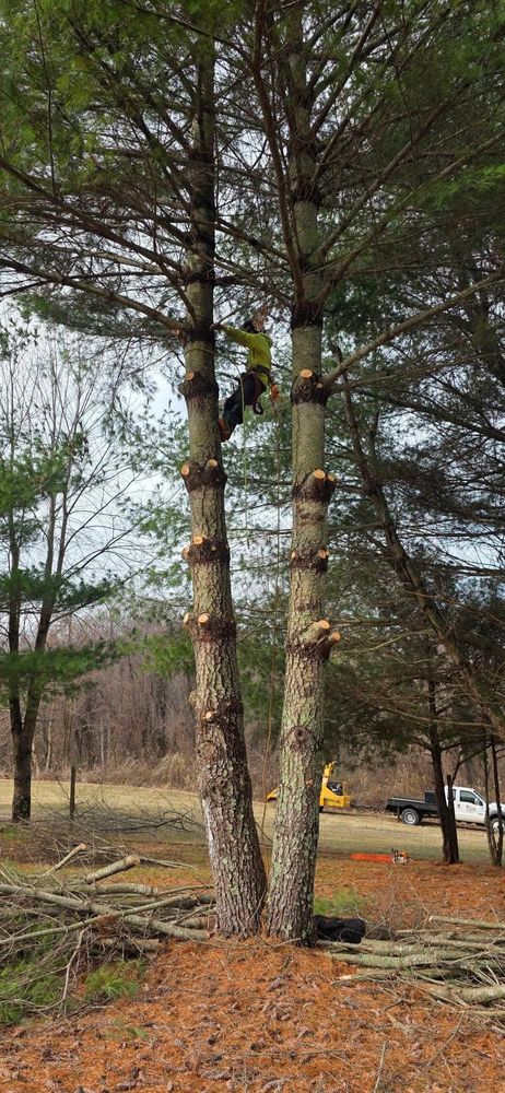 All Photos for Hamlett Tree Service LLC in Clover, VA