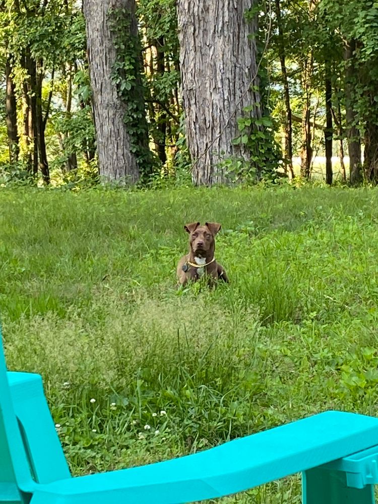 Wild Life Encounters for Stevenson Property Maintenance in Cheshire, CT