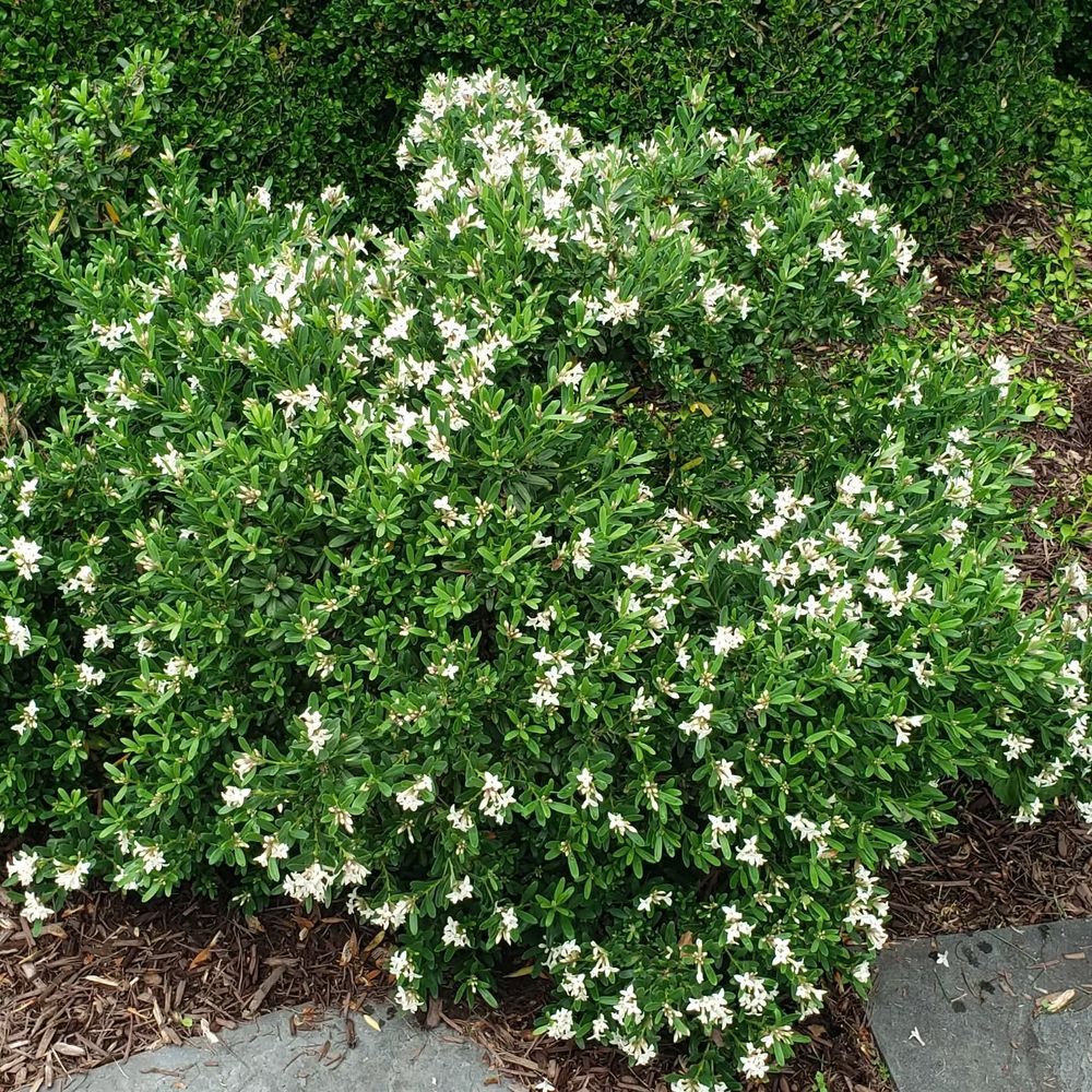 Hardscaping for Clean Cut Lawns & Landscaping in Dickerson, MD