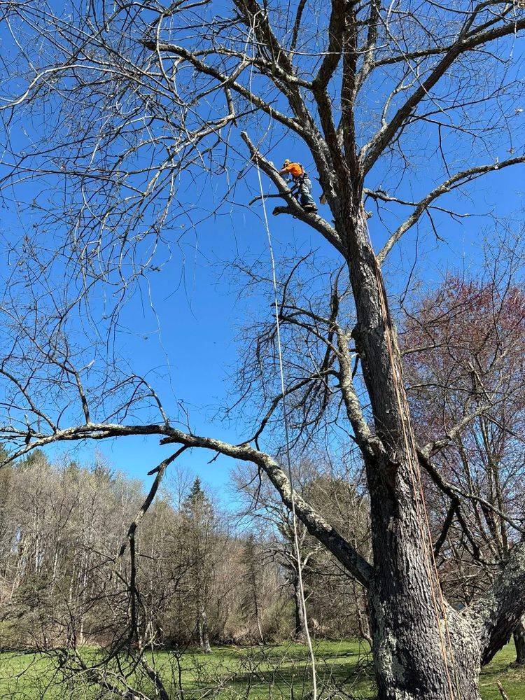 All Photos for Brax Forestry in Endicott, NY