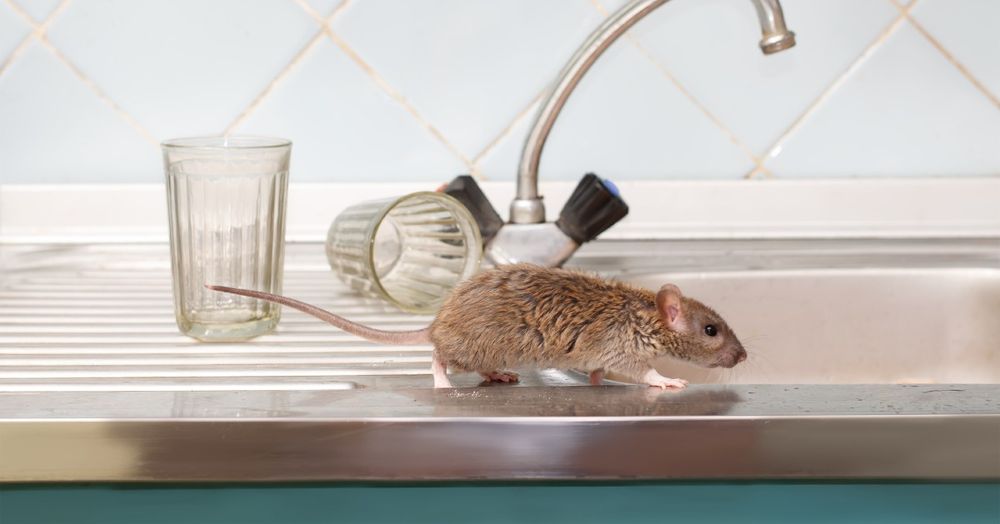 Protect your home from pesky rodents with our comprehensive Rodent Control service. We specialize in removing and preventing infestations to ensure a safe and healthy environment for you and your family. for Volunteer Home Solutions in Knoxville, TN