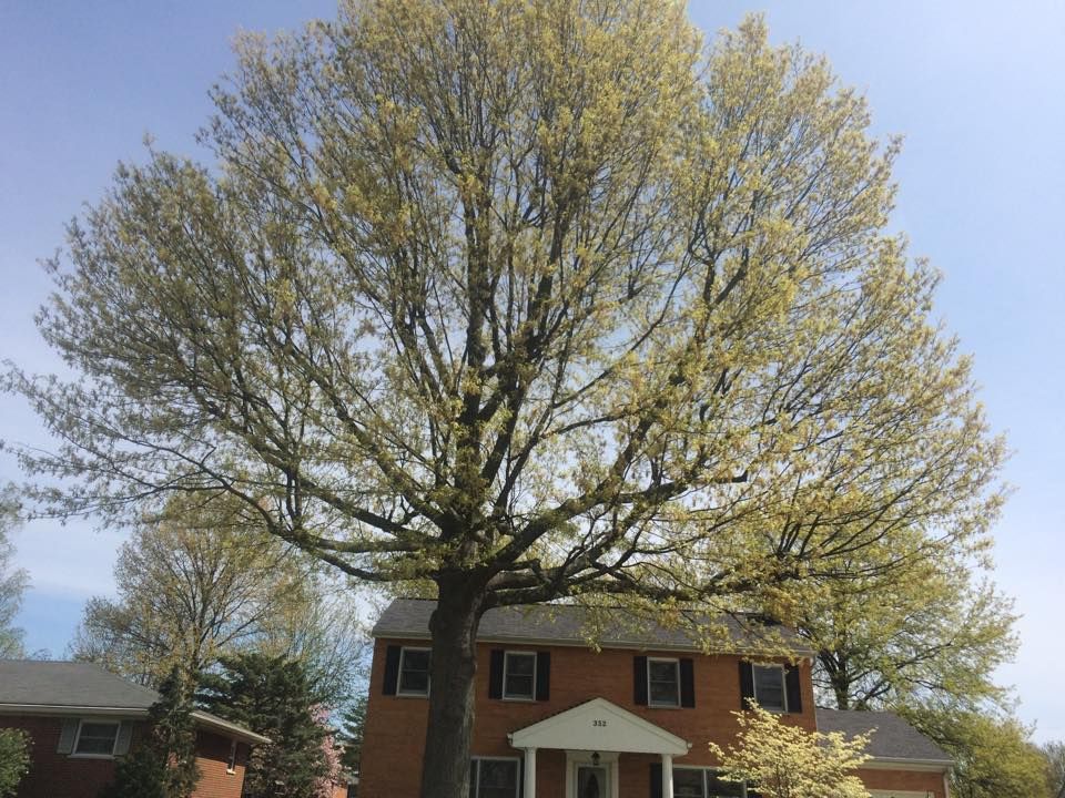 Tree Removal for Precision Tree Service, Inc. in Ryland Heights, KY