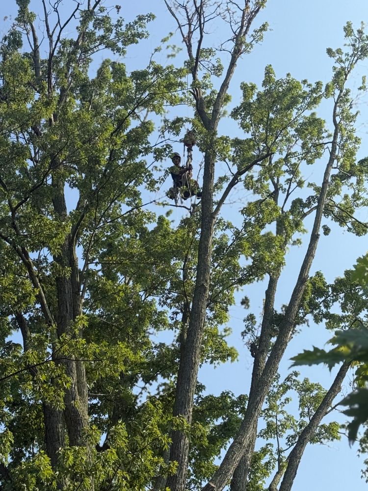 All Photos for Down To Earth Tree Service, LLC in Olmsted Falls, OH