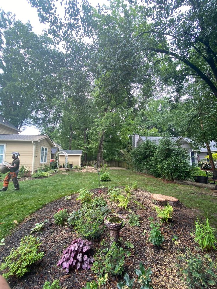 Tree Removal for MTJ Tree Removal LLC in Zebulon, NC