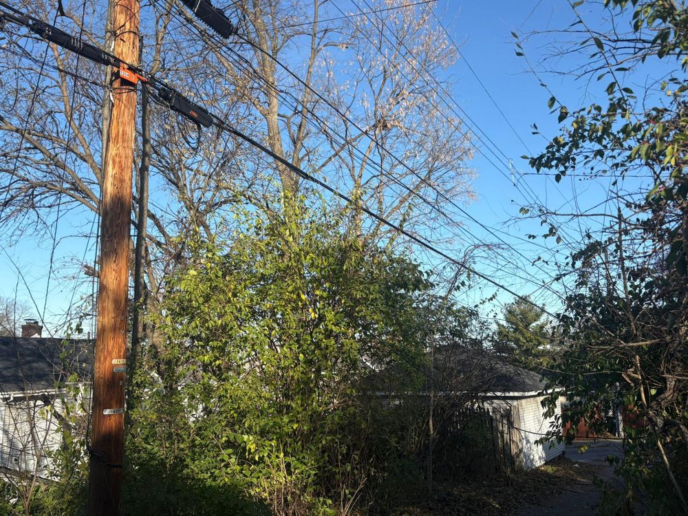 All Photos for Dig-It Tree Company in Mason, OH