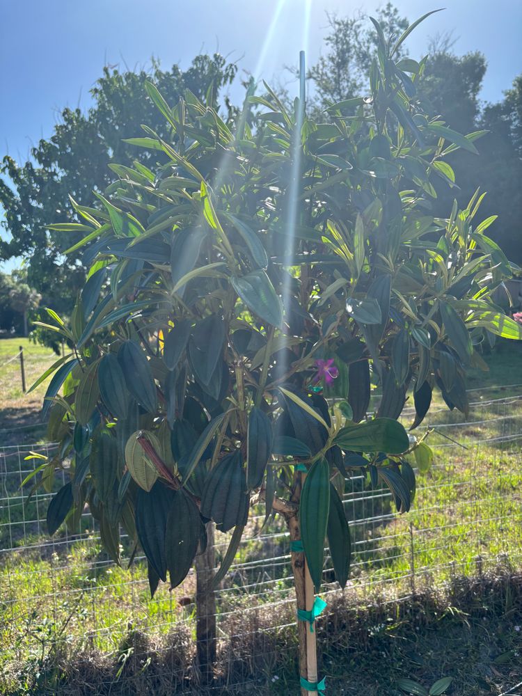 All Photos for Lawn Caring Guys in Cape Coral, FL