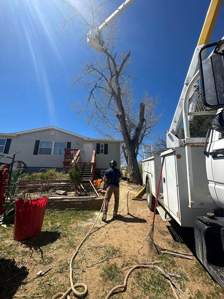 Tree Removal for Two Fellers Tree Service in Buffalo, WY