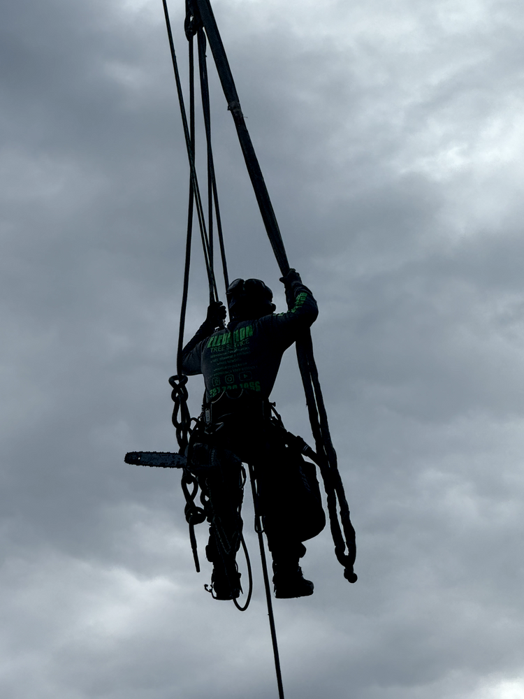 All Photos for Elevation Tree Service in Holiday, FL