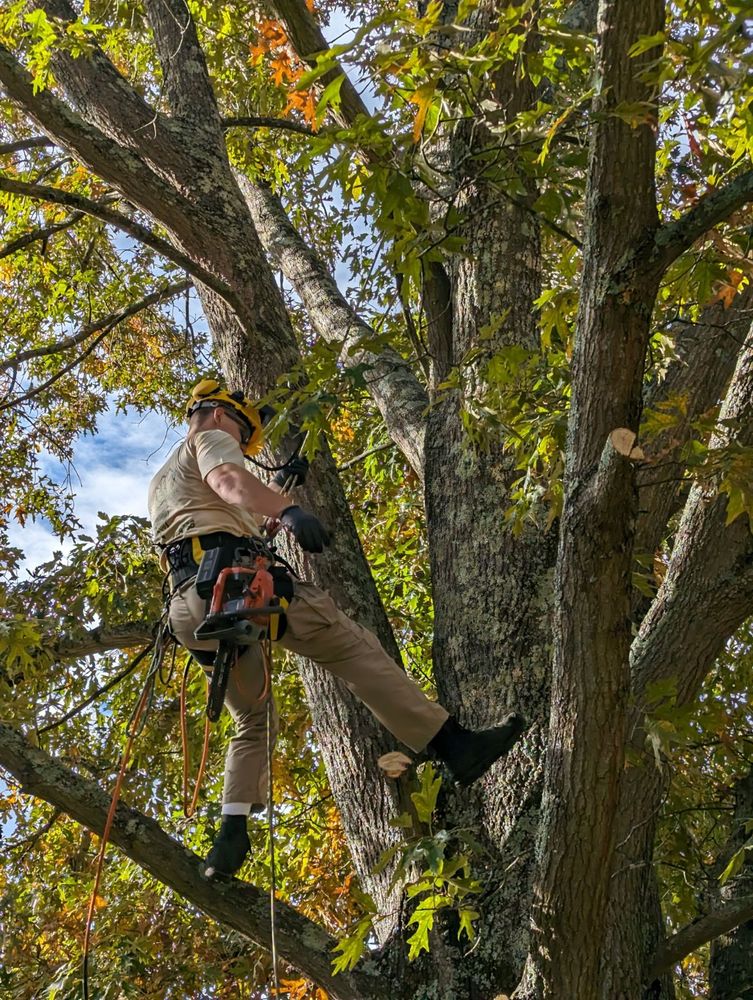 Other Services for Affordable Tree Service TN in White House, TN