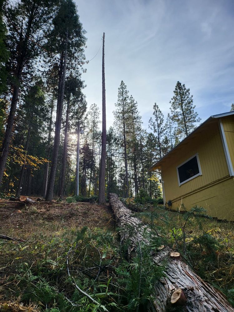 Tree Removal for Terra Heights Tree Experts & Landscaping  in Grass Valley,  CA