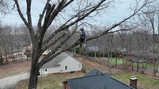 Enhance your property's safety and beauty with our professional tree trimming service. We expertly shape, maintain, and ensure the health of your trees while promoting optimal growth and minimizing potential hazards. for Cisco Kid Tree Service LLC in Charlotte, North Carolina