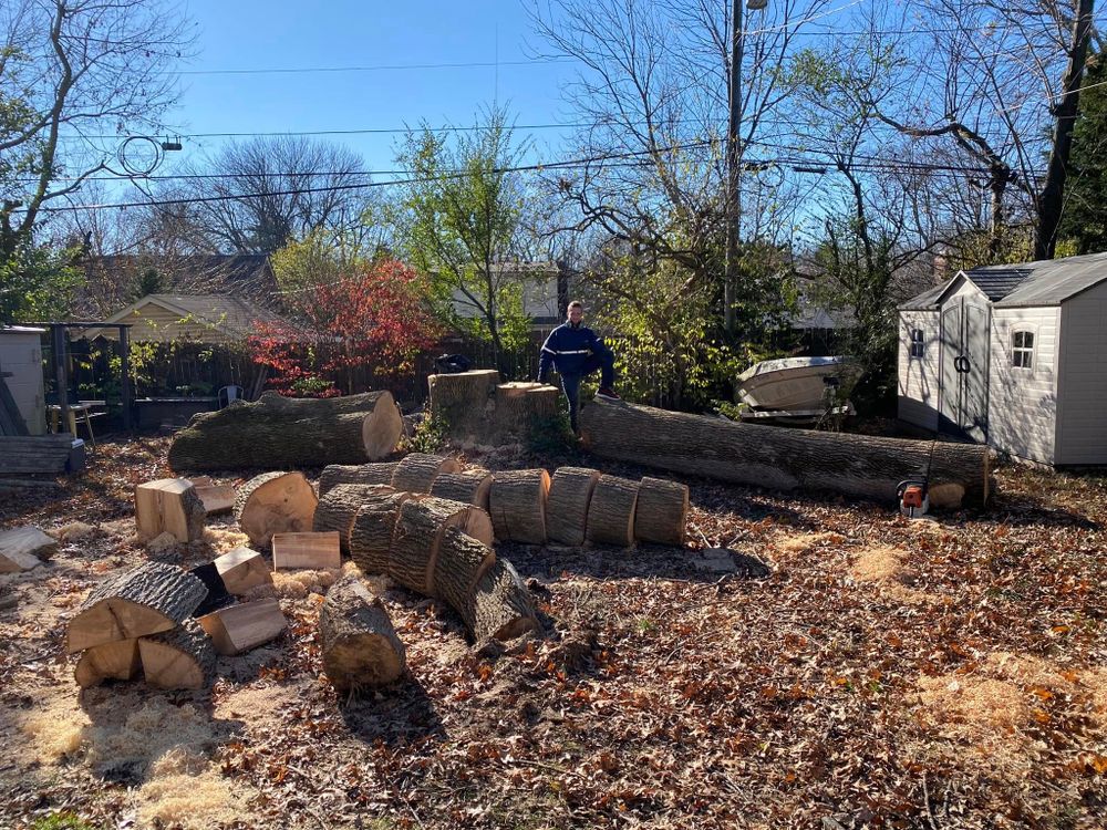Tree Removal for Houtz Tree Service in Lexington, KY