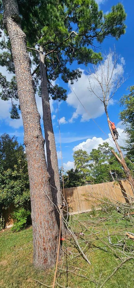 All Photos for Servin's Tree Care  in Houston, TX