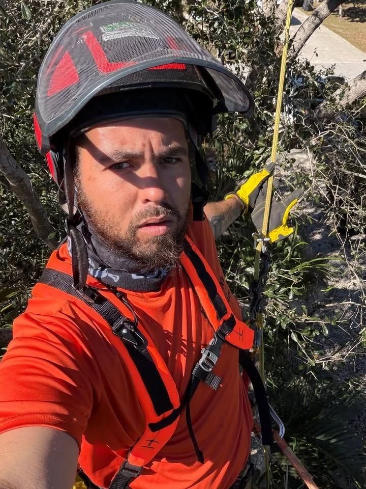 All Photos for Damian’s Tree Care in Sarasota, FL
