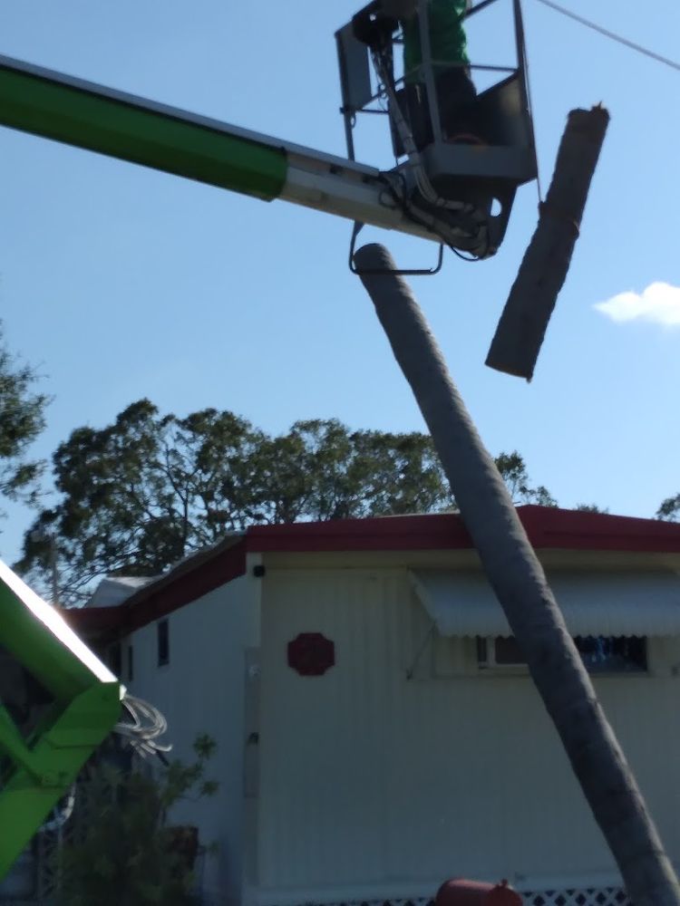 Tree Services for Busy Beaver Stump Removal, Inc in Clearwater, FL