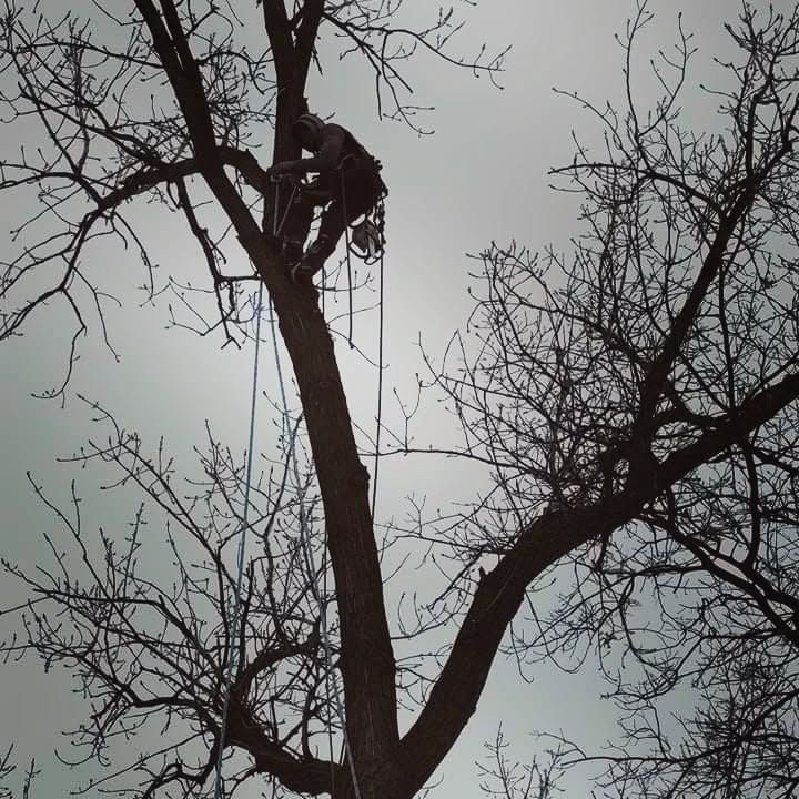 Tree Removal for Highborn Tree Service in Wheatfield, IN