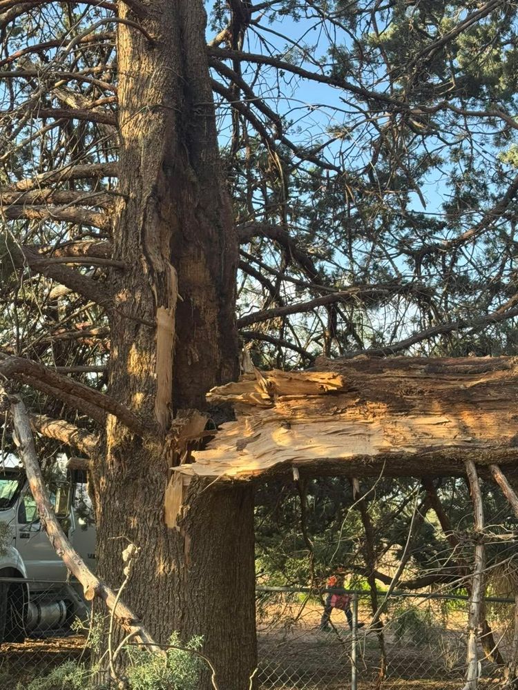 Stump Removal for By Faith Landscaping in Sierra Vista, AZ