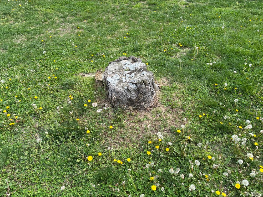 All Photos for Conrad's Stump Removal in Columbus, IN