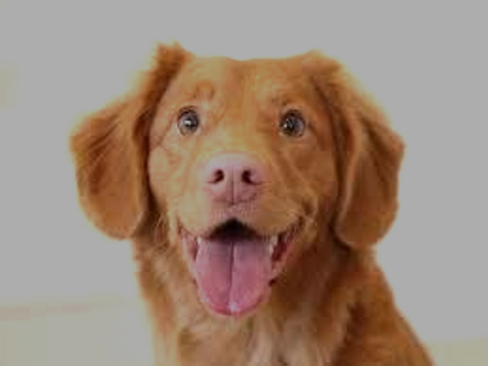 Commercial Cleaning for Dumbo's Doggy Doors in City of Sammamish, WA