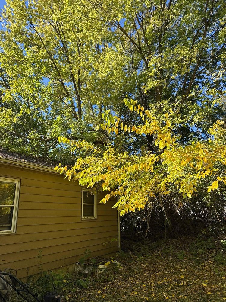 All Photos for Fransen's Tree Service  in Freeport, IL