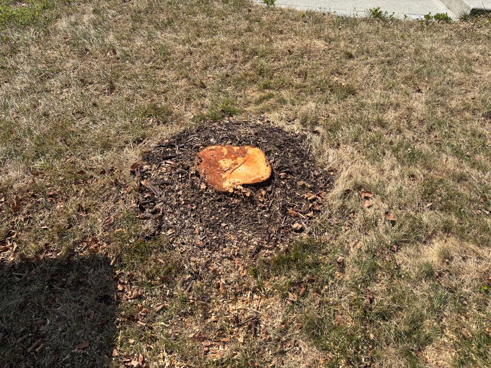 All Photos for Conrad's Stump Removal in Columbus, IN