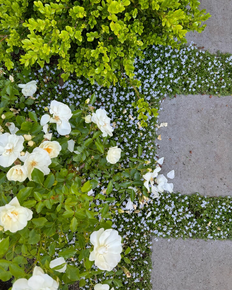 All Photos for Courtney Lewis Landscape Design in Portland, OR