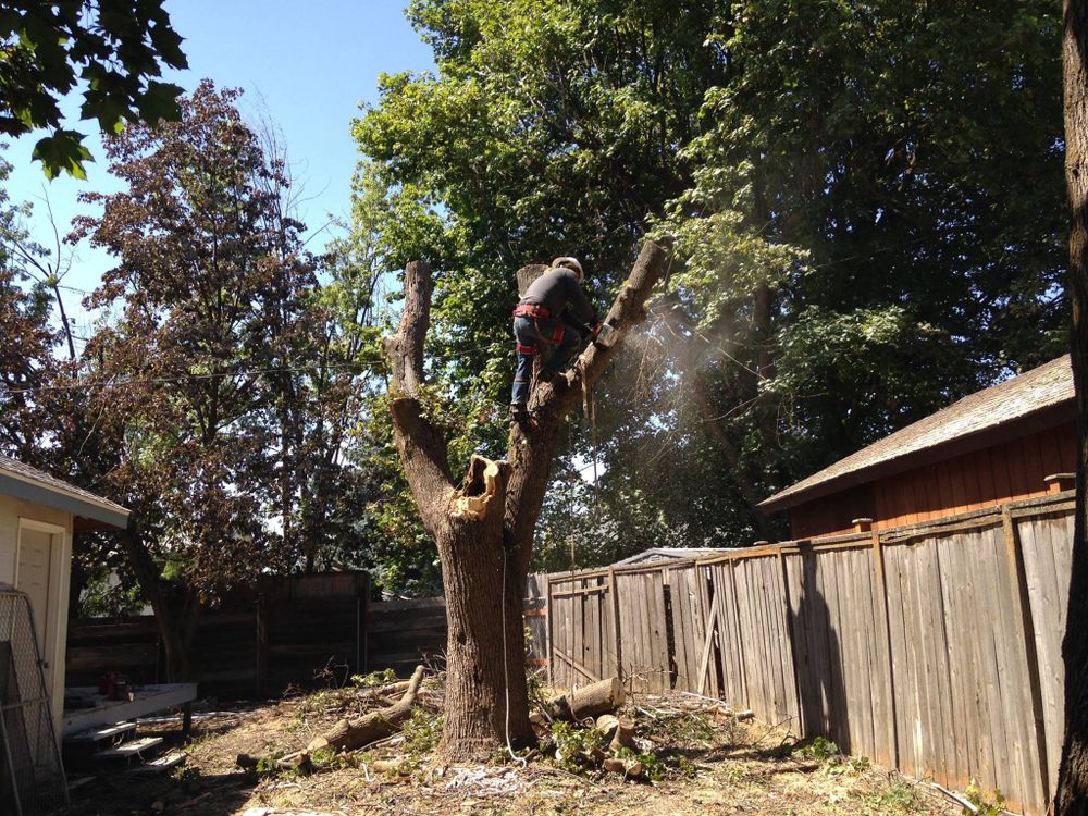 Tree Removal for IOL TREE EXPERTS in Spokane Valley, WA