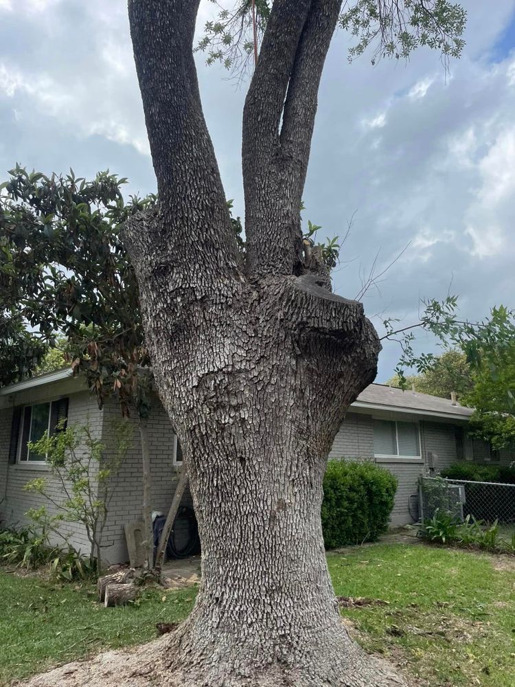 Tree Removal for Z’s Trees LLC in Grey Forest, TX