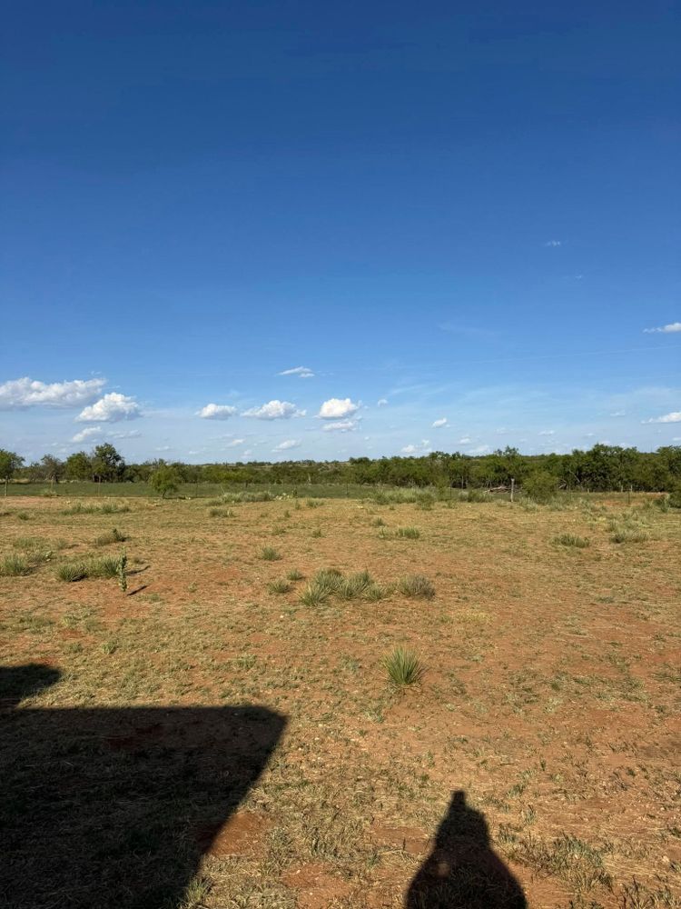 All Photos for Lion In The Tree Trimming Service in Big Spring, TX