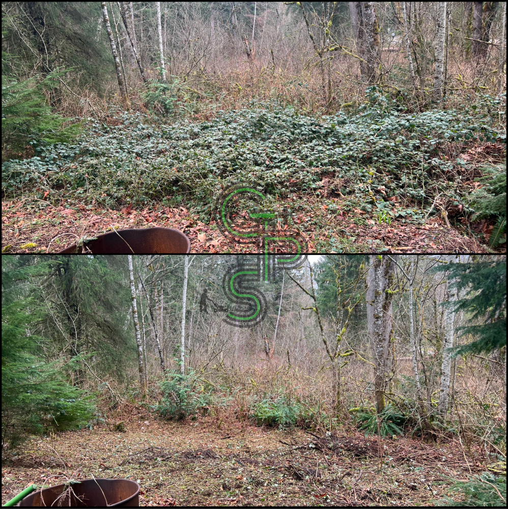 Blackberry Mulching - Brush Clearing for Golovin Property Services LLC in Marysville, WA