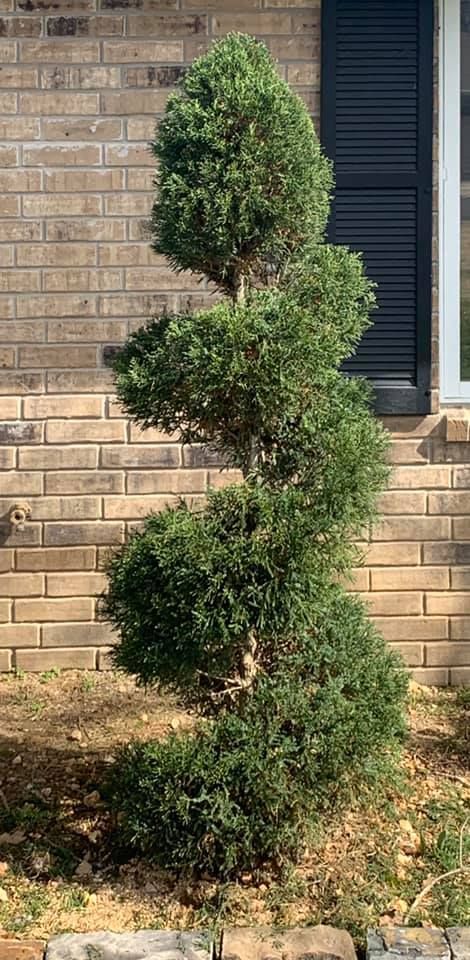 Enhance your home's curb appeal with our expert shrub trimming service, designed to shape and maintain the health of your shrubs, ensuring a neat and attractive landscape all year round. for JM Lawn and Landscape in Bella Vista, AR