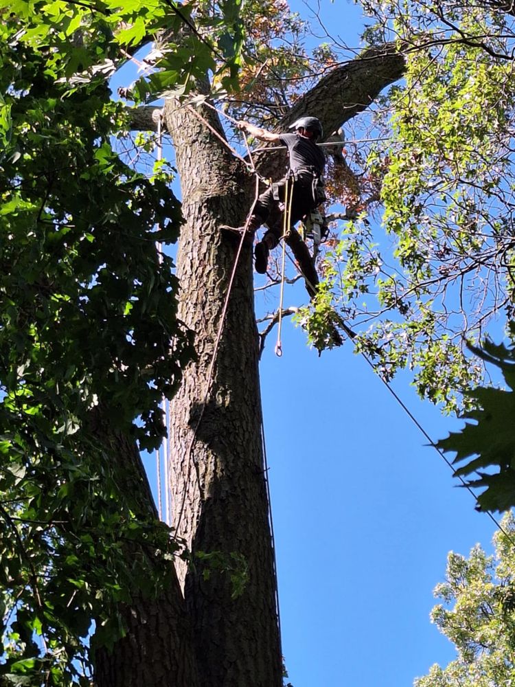 All Photos for Highborn Tree Service in Wheatfield, IN