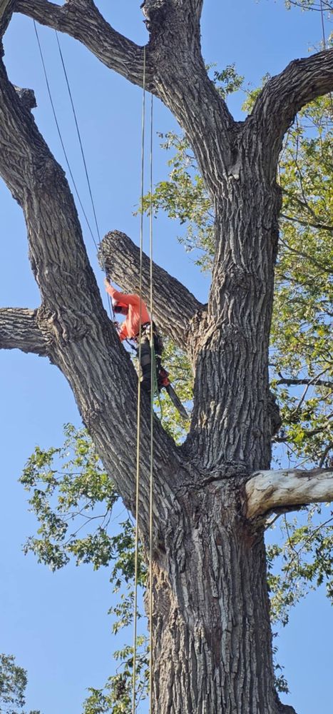 All Photos for Servin's Tree Care  in Houston, TX