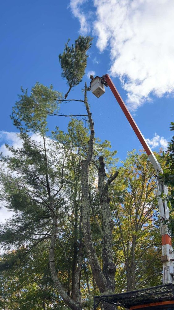 All Photos for Dwights Tree Service LLC in Middleborough, MA