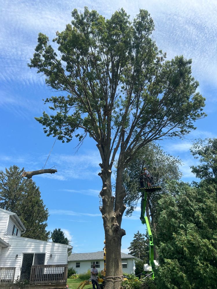 All Photos for Fransen's Tree Service  in Freeport, IL