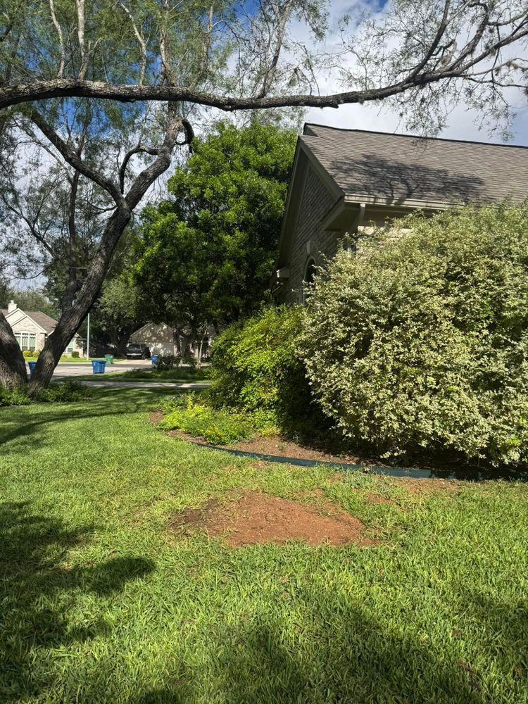 All Photos for Z’s Trees LLC in Grey Forest, TX