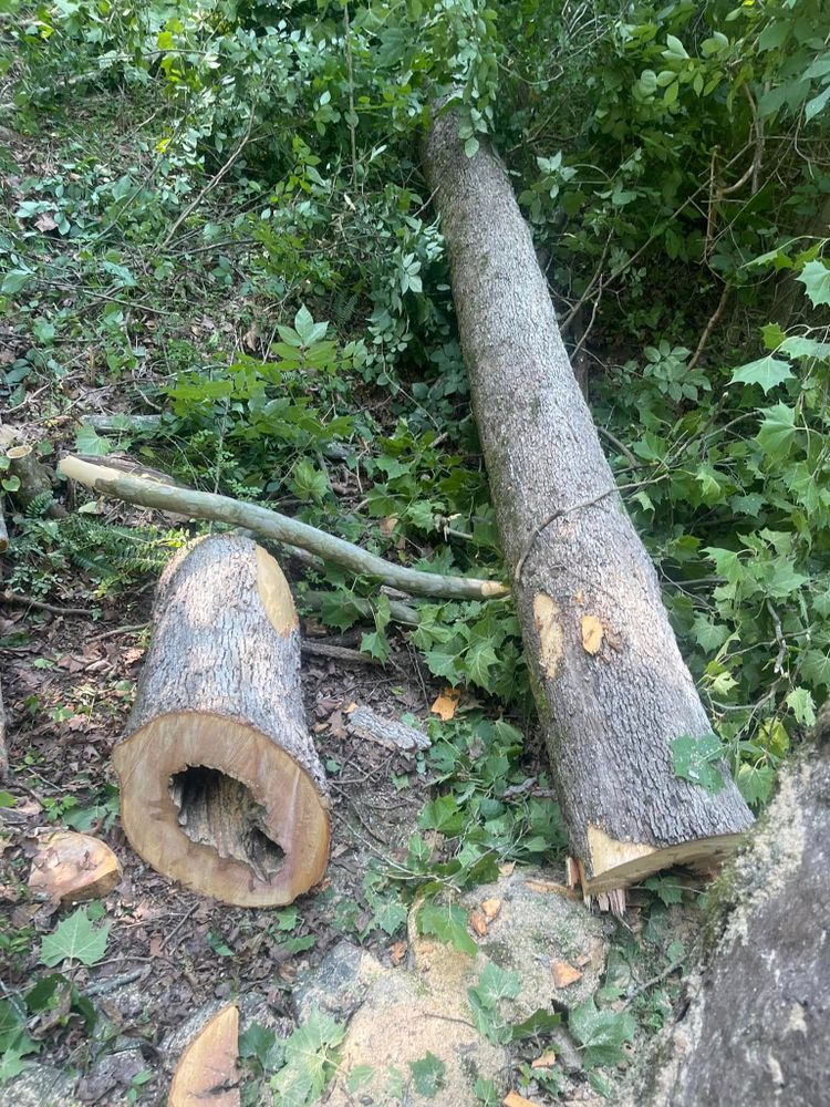 Our expert Tree Removal service ensures safe and efficient removal of unwanted or hazardous trees, enhancing your property's beauty and safety while minimizing disruption to your landscape. Contact us for a consultation today! for Cook&Dye Tree Service in Bristol, VA