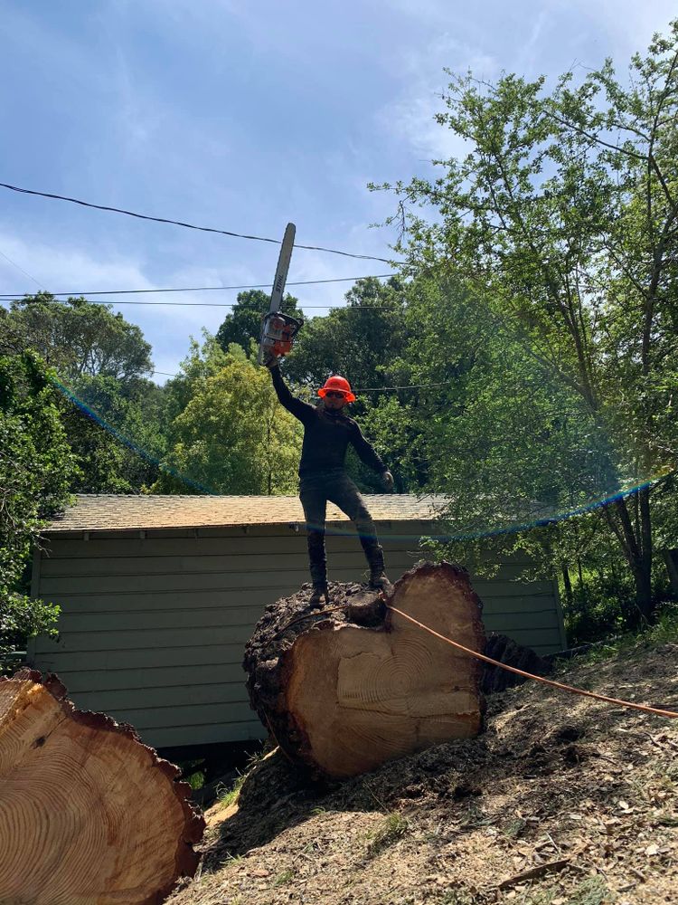 Our expert Tree Removal service ensures safe, efficient removal of unwanted or hazardous trees, enhancing your property's beauty and safety while minimizing disruption to your landscape. Trust us for professional results. for Williams Tree Service LLC in Indianapolis, IN