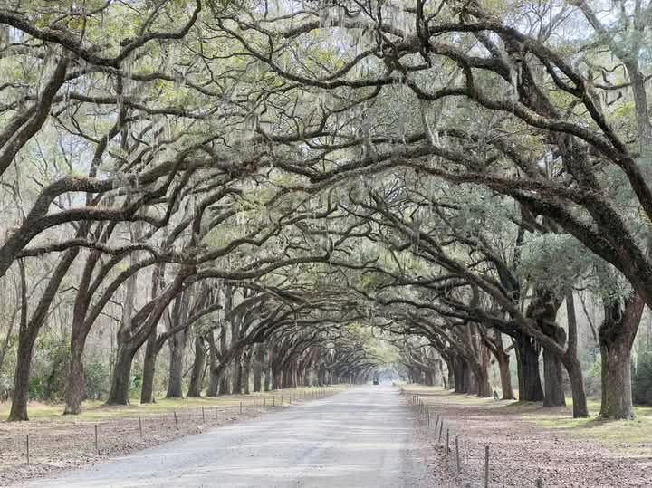All Photos for Highlands Tree Service LLC in Avon Park, FL