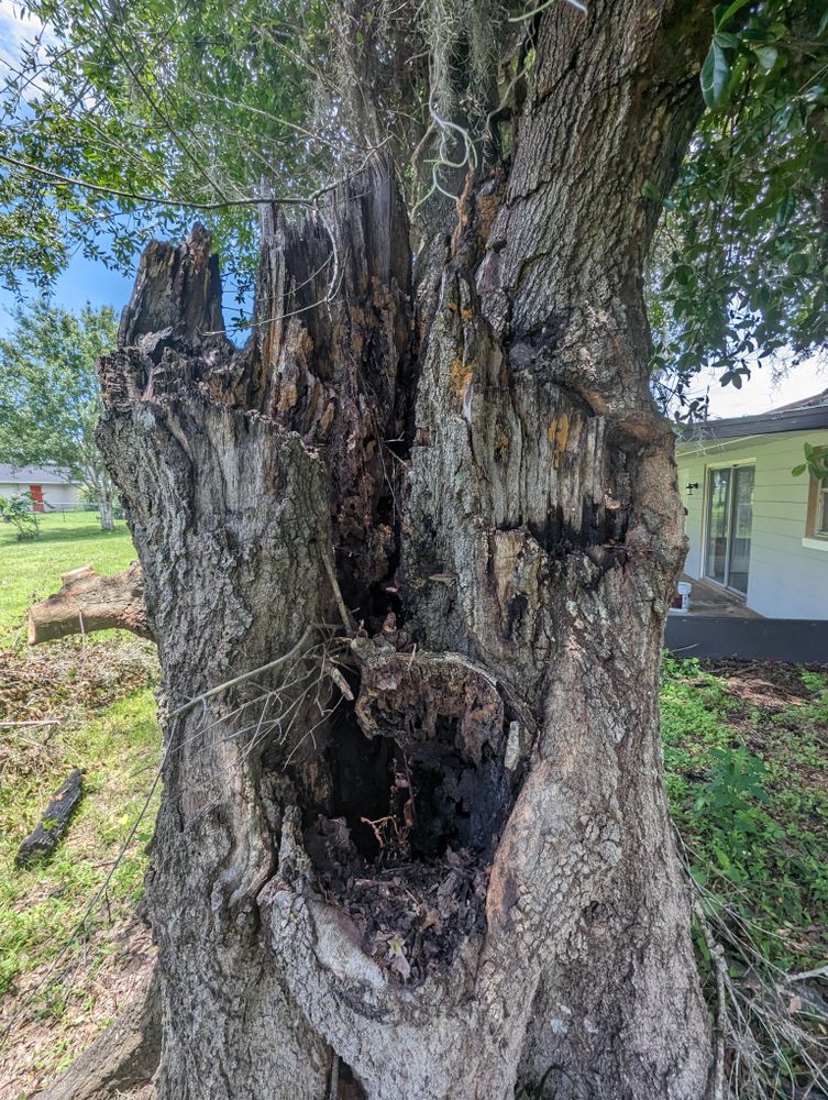 All Photos for Regal Tree Service and Stump Grinding in Wauchula, FL