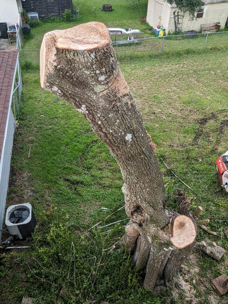 All Photos for Regal Tree Service and Stump Grinding in Wauchula, FL