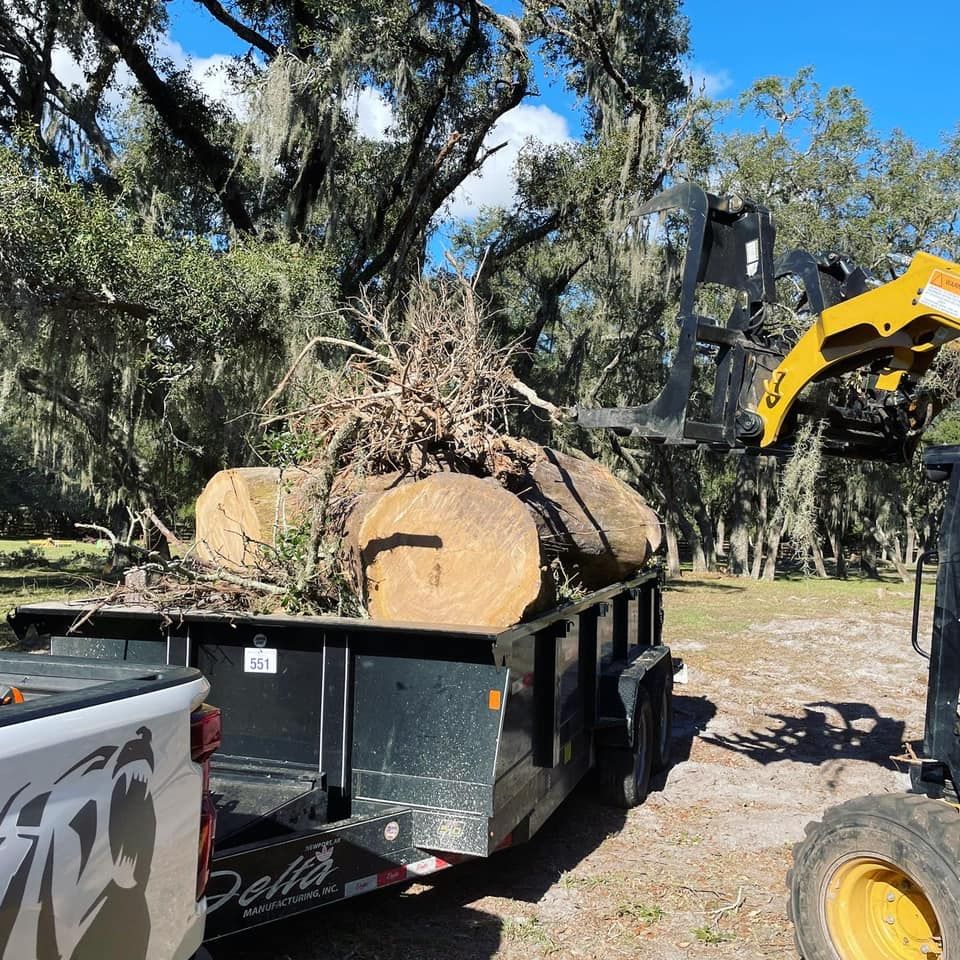 Tree Removal for EB Trees and Landscape in Holiday, FL