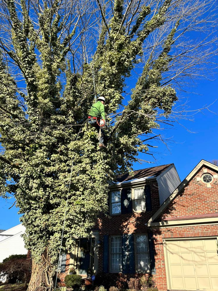 Tree Removal for Lux Arbor Tree Services in Harrisonburg, VA