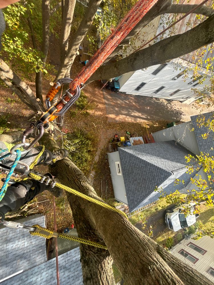 All Photos for T's Trees in Albany, NY