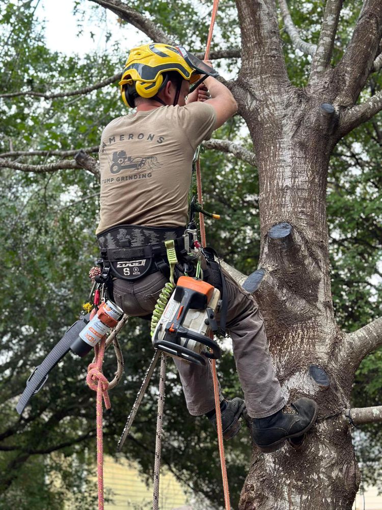 All Photos for Camerons Stump Grinding & Tree Services in Austin, TX