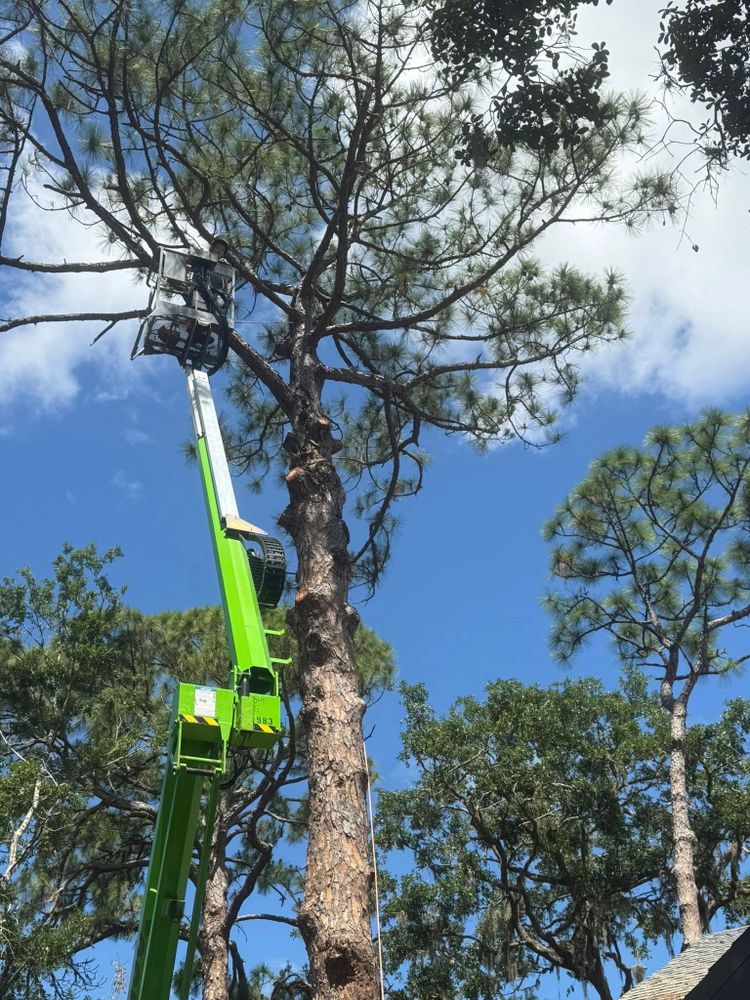 All Photos for Damian’s Tree Care in Sarasota, FL